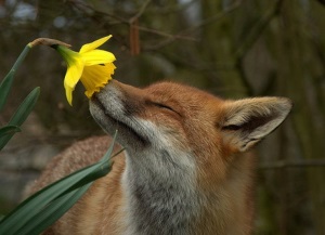 Fox smelling flower